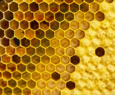 Arı larvaları, kozalar ve polenler bal peteklerine yakın çekim. Larva arıları için polen kullanın..