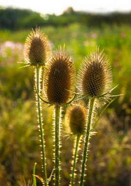 Bir çaydanlığın (Dipsacus) soluk bir cilt bakımı. Çay fincanının şişkinliğinin ilginç bir şekli. İğnelerin arasında bitkinin tohumları var..