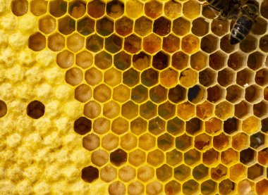 Arı larvaları, kozalar ve polenler bal peteklerine yakın çekim. Larva arıları için polen kullanın..