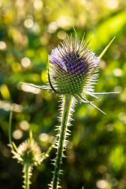 Çaydanlığın çiçek açması. Hanımeli ailesinin (Caprifoliaceae) alt familyasından bir bitki.). 
