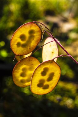 Dikiş içinde ay tohumları. Lunaria 'da. Lunaris. Kurumuş çiçek bitkisi