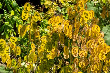 Dikiş içinde ay tohumları. Lunaria 'da. Lunaris. Kurumuş çiçek bitkisi