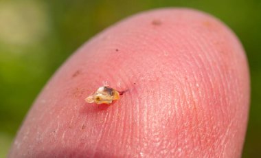 Bir arı bir adamın parmağını soktu. Arı sokması bir savunma ve saldırı silahı..