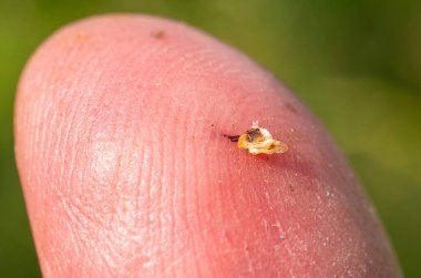 Bir arı bir adamın parmağını soktu. Arı sokması bir savunma ve saldırı silahı..