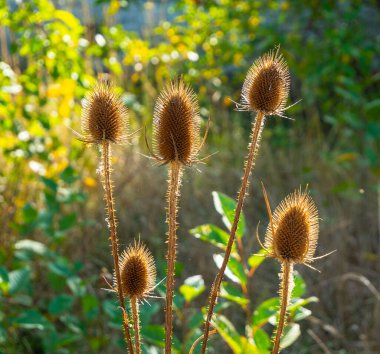 Bir çaydanlığın (Dipsacus) soluk bir cilt bakımı. Çay fincanının şişkinliğinin ilginç bir şekli. İğnelerin arasında bitkinin tohumları var..