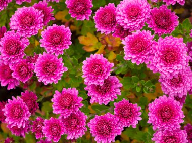 Çiçek açan kasımpatının güzel arka planı. Kasımpatılar sonbahar çiçekleridir. Peyzaj tasarımında kullanılır..