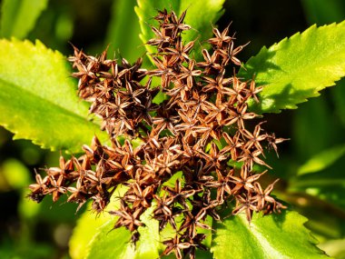 Soluk altın kök Rodos roze çiçeği. Crassulaceae ailesi. Çay formundaki Rodos şarabı yorgunluğu, aşırı çalışmayı, verimliliği ve dayanıklılığı arttırmak için kullanılır..