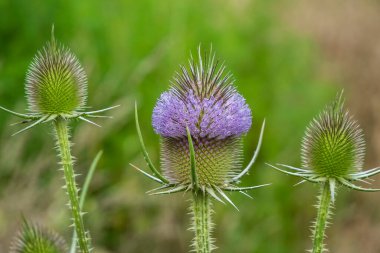 Çaydanlığın çiçek açması. Hanımeli ailesinin (Caprifoliaceae) alt familyasından bir bitki.). 