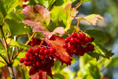 Meyve suyu dolu viburum meyveleri. Viburnum meyveleri sert soğuğa dayanabilir ve sonbahardan ilkbahara kadar dallara tutunabilir..