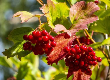 Meyve suyu dolu viburum meyveleri. Viburnum meyveleri sert soğuğa dayanabilir ve sonbahardan ilkbahara kadar dallara tutunabilir..