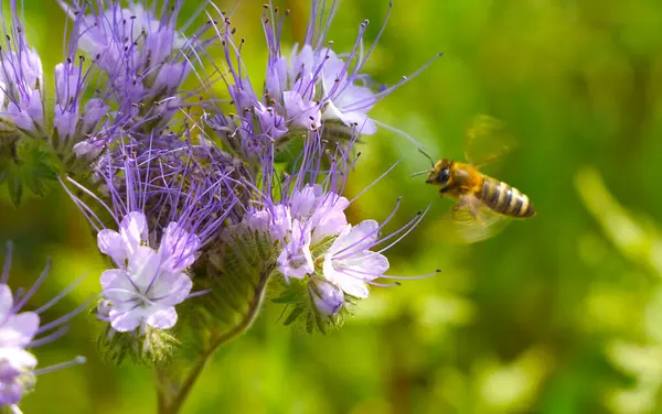 A bee collects nectar and pollen from phacelia flowers. A bee collects nectar and pollen from phacelia flowers._