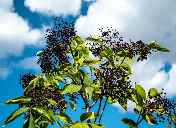 Black elderberry branch with fruits. Elderberry (Sambucus) is a genus of flowering plants in the Adoxaceae family. It is used in alternative medicine as a strengthening of the immune system, for weight loss, lowering blood pressure.