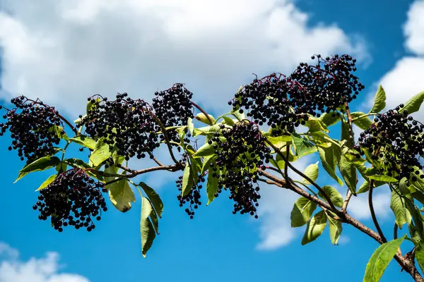 Black elderberry branch with fruits. Elderberry (Sambucus) is a genus of flowering plants in the Adoxaceae family. It is used in alternative medicine as a strengthening of the immune system, for weight loss, lowering blood pressure.
