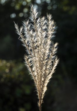 Miscanthus, hayran kuyruğu. Çimen familyasının uzun ömürlü otçul bitki cinsi..