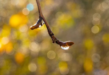 Parkta sabah hayalperestliği. Sabahları, ağaçların ve çalıların, çimlerin ve doğanın diğer detaylarının üzerindeki çiy damlalarını görebiliriz..
