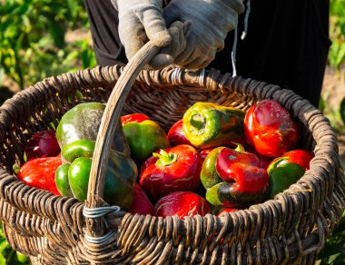 Sepetteki biber meyveleri. İnsanlar biber yetiştiriyor ve meyvelerini topluyorlar..