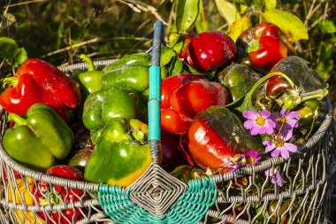 Sepetteki biber meyveleri. İnsanlar biber yetiştiriyor ve meyvelerini topluyorlar..