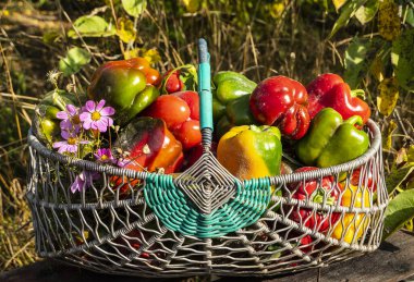 Sepetteki biber meyveleri. İnsanlar biber yetiştiriyor ve meyvelerini topluyorlar..