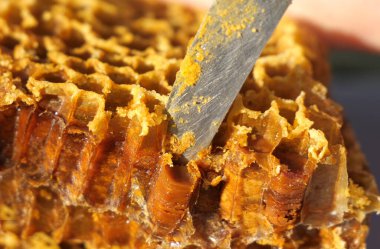 Saklı çiçek poleni. Arılar polenleri bal ile bal peteklerine yerleştirdiler. Uzun vadeli depolama için yapılıyor. Açıklık getirmek için, polenli bir bal peteğinin boylamsal bir bölümü.... 