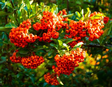  Pyracantha meyveleri parlak kırmızıdır. Pyracantha vermilion gül ailesine ait. Peyzaj tasarımında kullanılır..