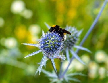 Yabanarısı eryngiumdan ya da Eringiumdan nektar toplar. Umbelliferae familyasından bir bitki cinsi. Kumlu yerlerde, çalılıklarda, boş arazilerde yetişir.. 