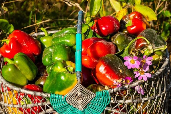 Sepetteki biber meyveleri. İnsanlar biber yetiştiriyor ve meyvelerini topluyorlar..