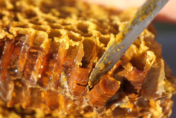 Zachowany Pyłek Kwiatowy Pszczoły Umieściły Pyłek Plastrach Miodu Odbywa Się Obrazy Stockowe bez tantiem