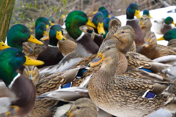Wild ducks came to people for help. Wild ducks that remain to spend the winter in the middle geographic zone come to people for food.