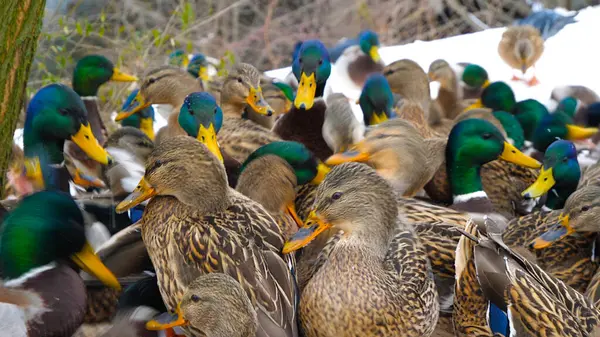 Wild ducks came to people for help. Wild ducks that remain to spend the winter in the middle geographic zone come to people for food.