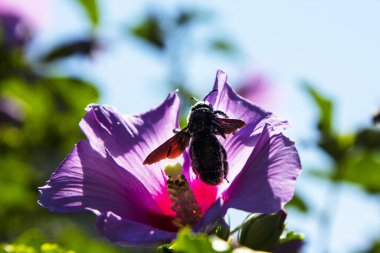 Xylocopa ihlali Suriye amberinden polen ve nektar toplar. Mor marangoz arısı ya da mor marangoz yaban arısı. Xylocopa ihlali