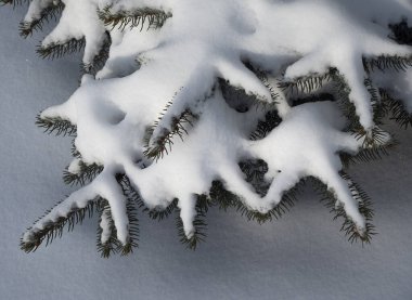 Ladin dallarında kar. Karla kaplı ladin dalları tamamen farklı bir görünüm alır. Huzur ve sükuneti yansıtıyorlar..