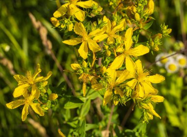 Hypericum ormanın kenarlarında, çayırlarda ve terk edilmiş alanlarda yetişen tıbbi bir bitkidir..