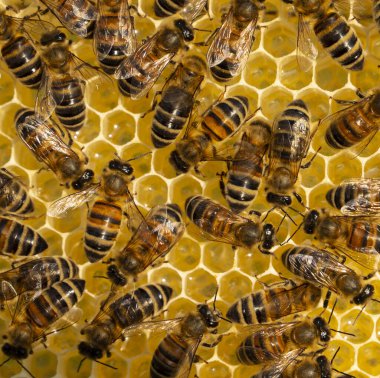 Bal koleksiyonu sırasında arıların aktif çalışması. Nektarlı yeni güzel bal petekleri.