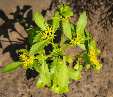 Altın kökün genç kökü. Rhizomdan gelişen kök hala küçük infloresanslara sahip..