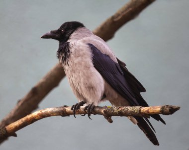 Serafim adında gri bir karga bir fotoğrafçıyla iletişim kurar. Ondan yiyecek kabul eder ve ona parka kadar eşlik edebilir..