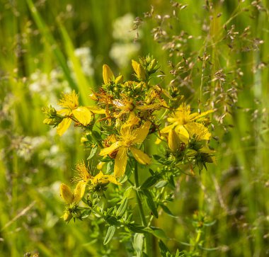 Hypericum tıbbi bir bitkidir. Ormanın kenarlarında, çayırlarda ve terk edilmiş tarlalarda yetişir..