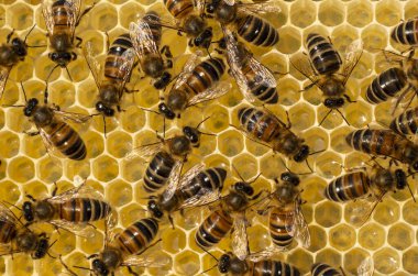 Bal koleksiyonu sırasında arıların aktif çalışması. Nektarlı yeni güzel bal petekleri.