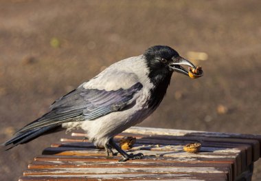 Serafim adında gri bir karga bir fotoğrafçıyla iletişim kurar. Ondan yiyecek kabul eder ve ona parka kadar eşlik edebilir..