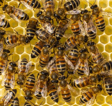 Bal koleksiyonu sırasında arıların aktif çalışması. Nektarlı yeni güzel bal petekleri.