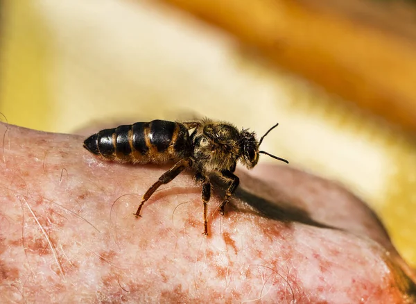 Young queen bee on the beekeepers hand. A young queen bee moved from the honeycomb onto the beekeepers hand.