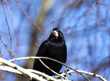  Ağaç dalında kale. Bir huş ağacının dalında oturan Rook, fotoğrafçının hareketlerini izliyor. Çok akıllı bir kuş..