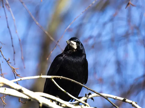  Ağaç dalında kale. Bir huş ağacının dalında oturan Rook, fotoğrafçının hareketlerini izliyor. Çok akıllı bir kuş..
