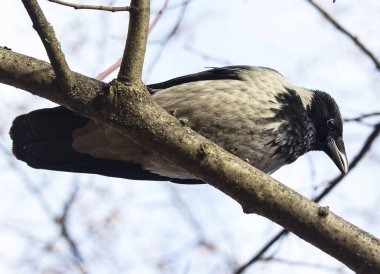 Gri bir karga bir insanla iletişim kurar. O, ondan yemeği memnuniyetle kabul eder ve ona parka kadar eşlik edebilir..