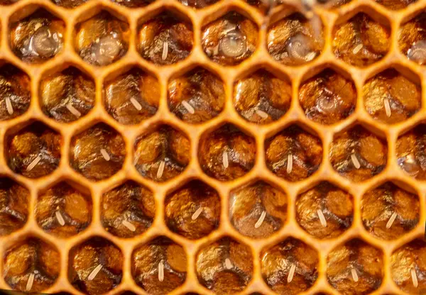 Life of the bee begins with egg. Queen bee laid eggs in honeycombs.
