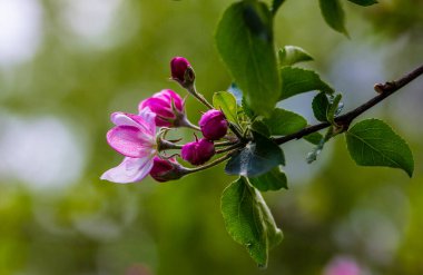 Bahçede bir sabah. Elma çiçeği. Elma ağacı çiçekleri her zaman güzel bir manzaradır..
