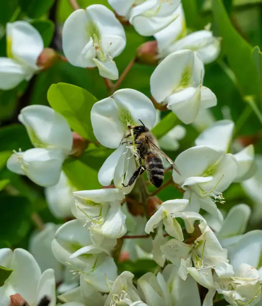 stock image Acacia is an excellent honey plant. A bee collects nectar from acacia flowers.