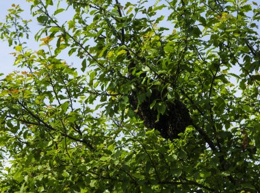 Arı sürüsü. Ağaç dalında arı sürüsü. Arıların üreme içgüdüsü, bu böceklerden oluşan bir grubun eski kolonilerinden ayrılmasına yol açar.. 