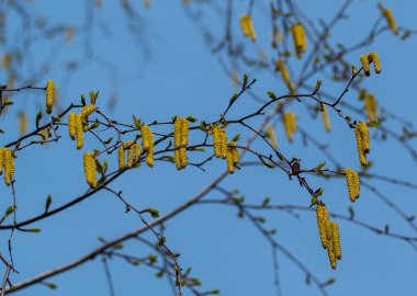 Çiçekli huş ağacı, Betula L. Polesie 'de huş ağaçları baharın ortasında çiçek açar ve 2-3 hafta boyunca aktif olarak toz toplar. Küpeleri dikkat çekiyor..