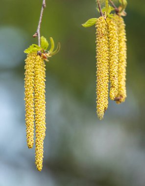Çiçekli huş ağacı, Betula L. Polesie 'de huş ağaçları baharın ortasında çiçek açar ve 2-3 hafta boyunca aktif olarak toz toplar. Küpeleri dikkat çekiyor..