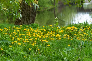 Şifalı bitki Taraxacum officinale L 'in sarı rengi resme bahar ya da yaz güzelliği hissi verir..